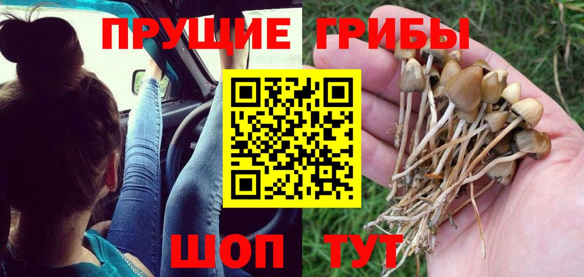 Нижний Тагил  Псилоцибиновые грибы Psilocybine cubensis  Галлюциногенные грибы мицелий  Вход с VPN 