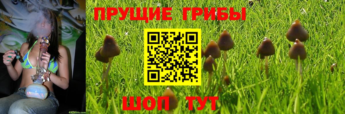 Галлюциногенные грибы GOLDEN TEACHER Нижний Тагил